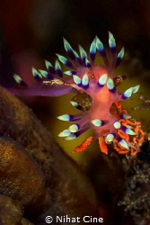 candles… (Nudibranch with eggs) by Nihat Cine 